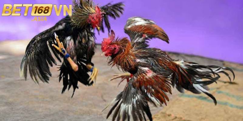 Khám phá thế giới đá gà BET168VN